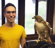 KBS avian care intern, wearing a yellow shirt, poses with a red-tailed hawk perched on his arm.