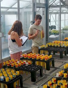 Harry Ervin and a colleague inspect vials in a greenhouse.