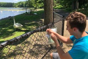Tom Charney kneels at a fence at the Kellogg Bird Sanctuary and observes a trumpeter swan.