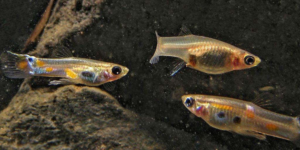 Three wild Trinidadian guppies swim underwater.