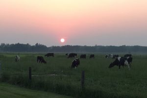 Cows graze in a field under the setting sun at the Kellogg Farm and Pasture Dairy Center.