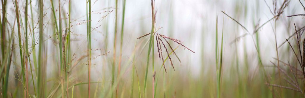 Up-close photo of native grasses.