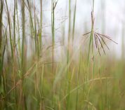 Up-close photo of native grasses.