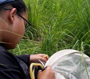 Karina Cortijo-Robles collects insects in a grassy field.