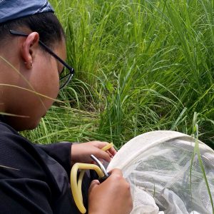 Karina Cortijo-Robles collects insects in a grassy field.