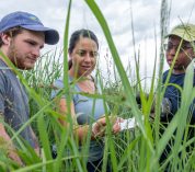 Colin McHugh, Caro Cordova and Nyduta Mbogo examine switchgrass in a research plot.