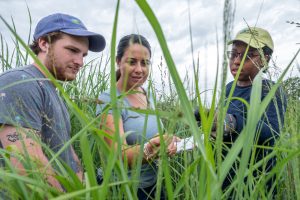 Colin McHugh, Caro Cordova and Nyduta Mbogo examine switchgrass in a research plot.