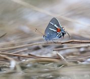 Close-up photo of a Bartram’s scrub-hairstreak butterfly.