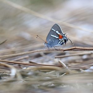 Close-up photo of a Bartram’s scrub-hairstreak butterfly.