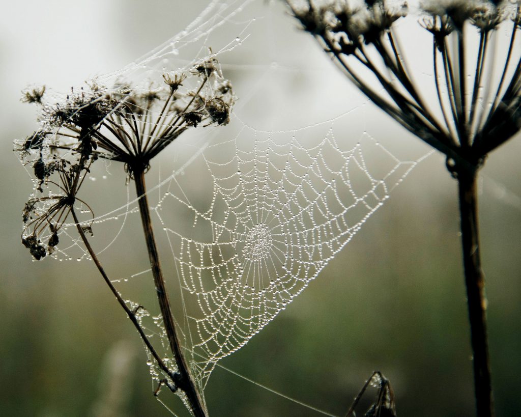 A dew-covered spiderweb stretches between two stalks of spent flower blooms.