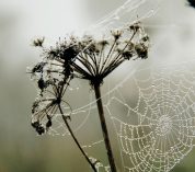 A dew-covered spiderweb stretches between two stalks of spent flower blooms.