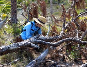 Erica Henry crouches in a pine rockland habitat, taking samples.