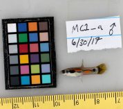 A guppy lies on a dry surface near a ruler, notes and a color key.