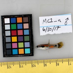 A guppy lies on a dry surface near a ruler, notes and a color key.