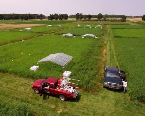 Aerial view of rainout shelters on switchgrass plots.