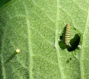 Close-up photo of a monarch caterpillar and egg on the underside of a milkweed leaf.