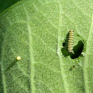 Close-up photo of a monarch caterpillar and egg on the underside of a milkweed leaf.