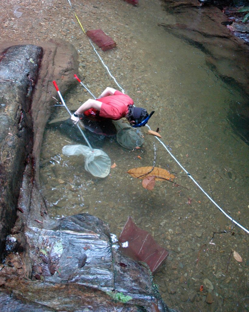 Biologist Sarah Fitzpatrick catches guppies in a steam in Trinidad.