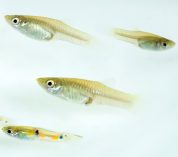 Four guppies swim against a white background.