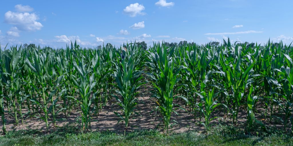Photo of a cornfield in the KBS Great Lakes Bioenergy Research Center.