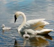 A Trumpeter Swan floats in Wintergreen Lake with cygnets.