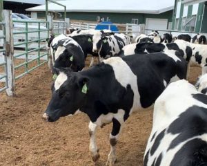 Heifers in a pen at the MSU Dairy Teaching and Research Center before being transported to KBS.