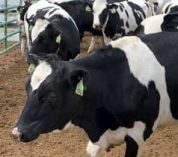 Heifers in a pen at the MSU Dairy Teaching and Research Center before being transported to KBS.