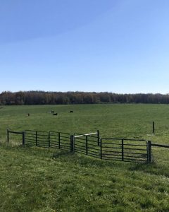 A pasture on a sunny summer day at Kellogg Farm and Pasture Dairy Center.