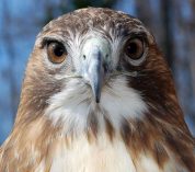 Close-up of a red-tailed hawk staring into the camera.