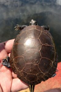 Close-up view of a hand holding a painted turtle.