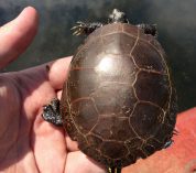 Close-up view of a hand holding a painted turtle.