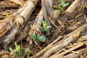 Seedlings emerge from a no-till field.