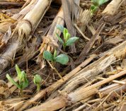 Seedlings emerge through last year's corn debris in an agricultural field.