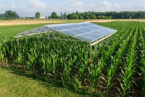 A rainout shelter, used to create drought conditions, stands in a research plot planted with corn.
