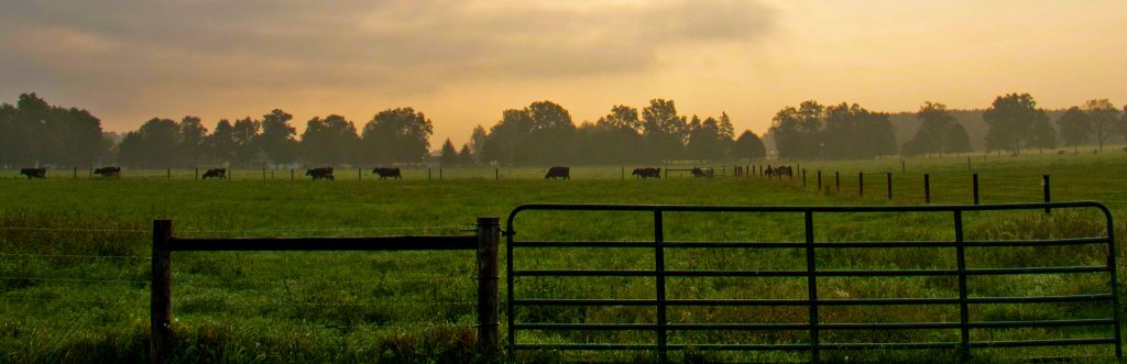 A pasture at Kellogg Farm and Pasture Dairy Center on a misty summer morning.