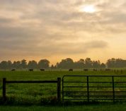 A pasture at Kellogg Farm and Pasture Dairy Center on a misty summer morning.