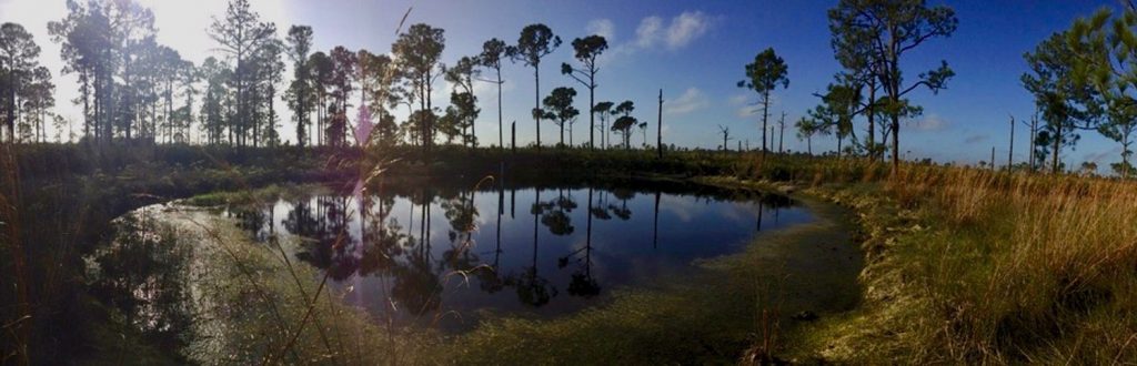 A pond against a background of palm trees at the Archbold Biological Station.