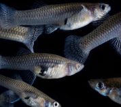 Mosquitofish against a black background.