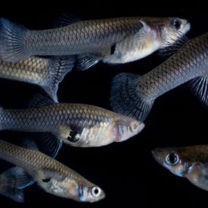 Mosquitofish against a black background.