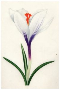 Sketch of a white crocus flower with purple markings, by Olivia Mendoza.