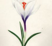 Sketch of a white crocus flower with purple markings, by Olivia Mendoza.