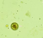 Computer generated imagery used in phytoplankton research.