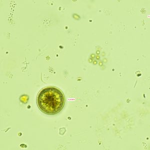 Computer generated imagery used in phytoplankton research.