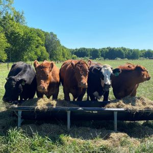 Five cattle stand in a pasture over a feed trough.