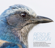 Cover of winter 2020 Audubon Magazine, picturing a close-up profile of a Florida Scrub-Jay, a blue and grey bird.