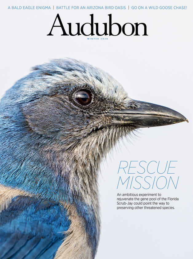 Cover of winter 2020 Audubon Magazine, picturing a close-up profile of a Florida Scrub-Jay, a blue and grey bird.