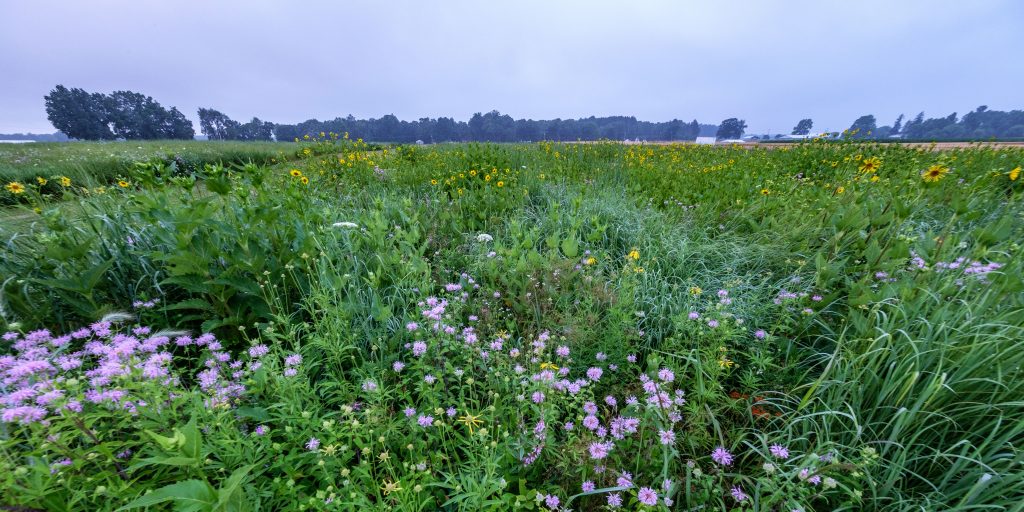 Native forbs and grasses grow between agricultural fields with a tree line in the background.