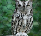 A close-up photo of one of the W.K. Kellogg Bird Sanctuary's ambassador birds: An Eastern Screech Owl