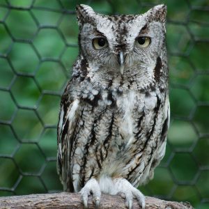 A close-up photo of one of the W.K. Kellogg Bird Sanctuary's ambassador birds: An Eastern Screech Owl