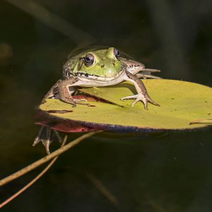 A green frog climbs onto a lily pad at the W.K. Kellogg Bird Sanctuary.